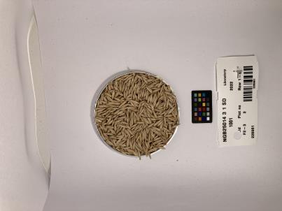 Click for 1 image(s) for this accession. SEED